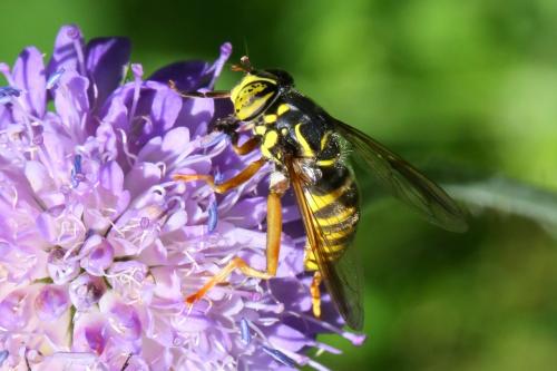 Spilomyia manicata